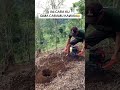 Persiapan bikin lubang tanam kopi robusta #kopi #pertanian #perkebunan