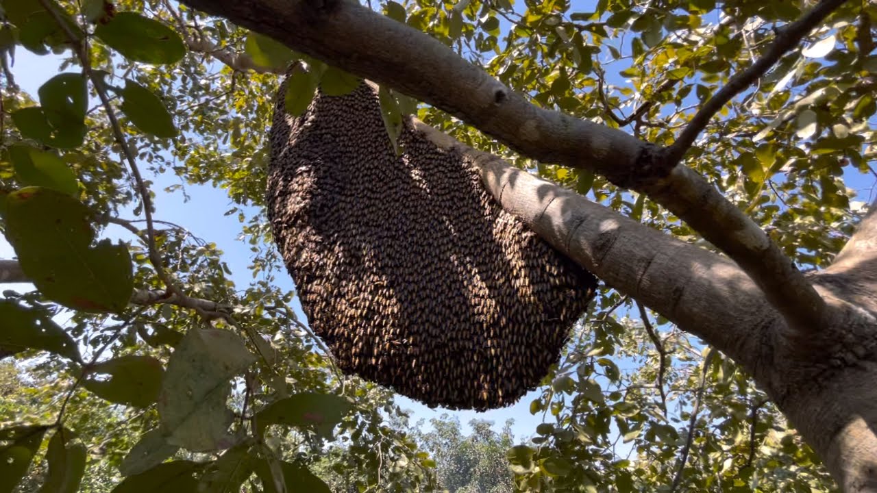 หาผึ้งหลวงวันนี้ได้หัวน้ำกี่กิโล  |  พรานหมึก  คนตีผึ้ง