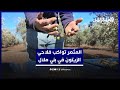 من أجل مردودية أفضل مبادرة المثمر تواكب فلاحي الزيتون في بني ملال 