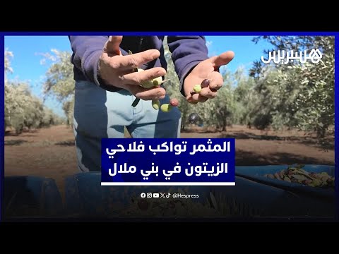 من أجل مردودية أفضل مبادرة المثمر تواكب فلاحي الزيتون في بني ملال