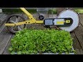 Direct Seeding vs Transplanting