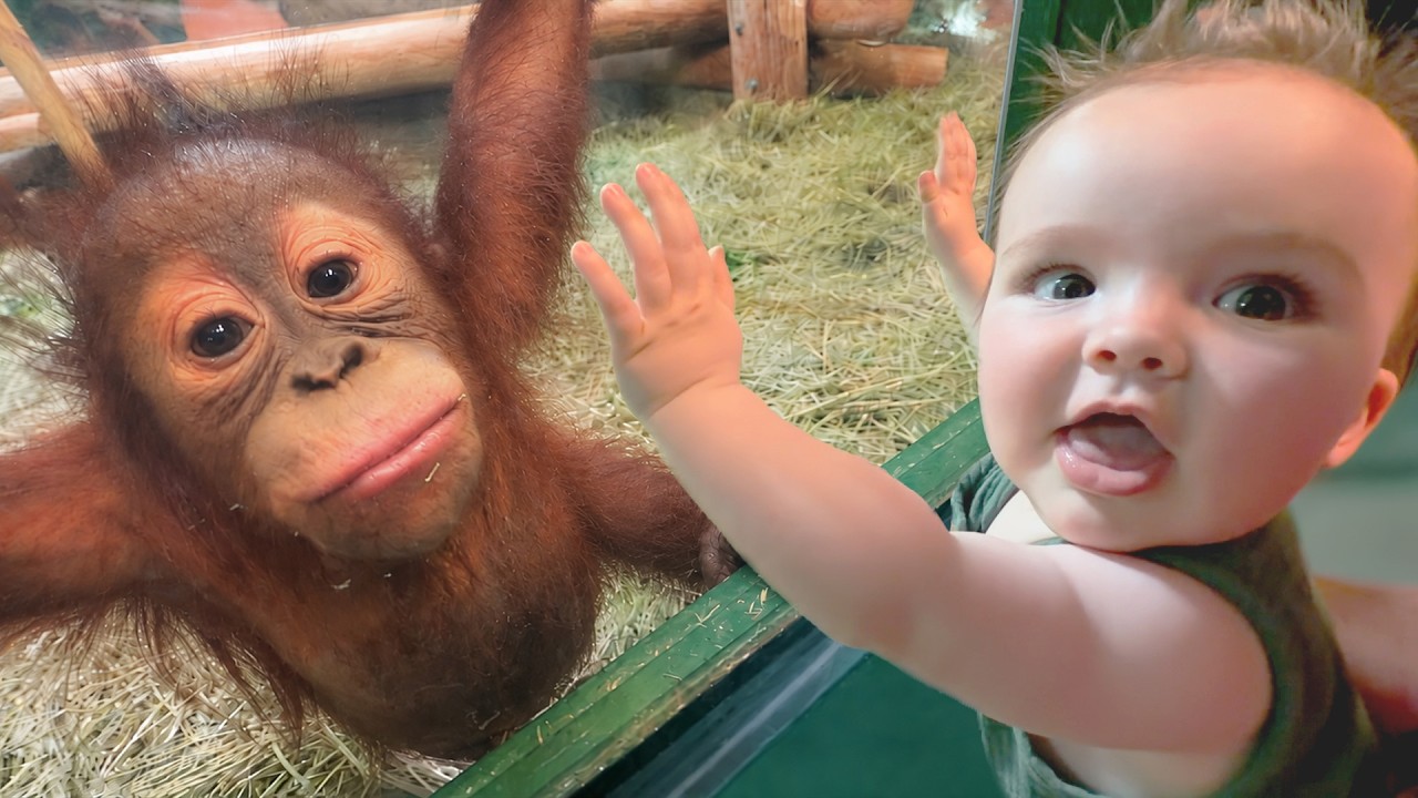 ENZO meets a BABY MONKEY!!  Family Zoo Day with me Safari dad!  Adley Niko & Navey see crazy animals