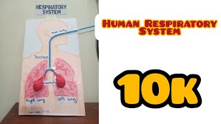 Human Respiratory system | My Creative World👈🏻