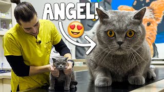 ANGELIC CAT FIKO! ( So Calm and Docile! ) by Tugay İnanoğlu 70,868 views 1 month ago 8 minutes, 26 seconds