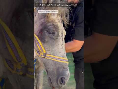 Shorts حصان عايش سنين فى قمامة كلها زجاج ٦٠شو مع الدكتور حاتم ستين