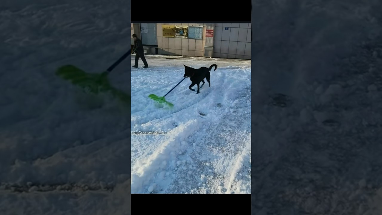 «Снежные» пушистики 😂