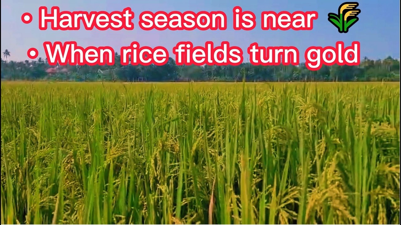 Rice Harvesting Time Is Near | Golden Paddy Fields View 