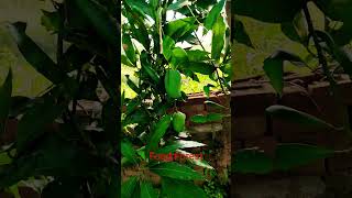Natural food forest in our farm.#viral farming#agriculture
