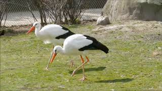 Bird walk cycle