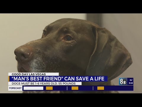 Las Vegas Animal Save