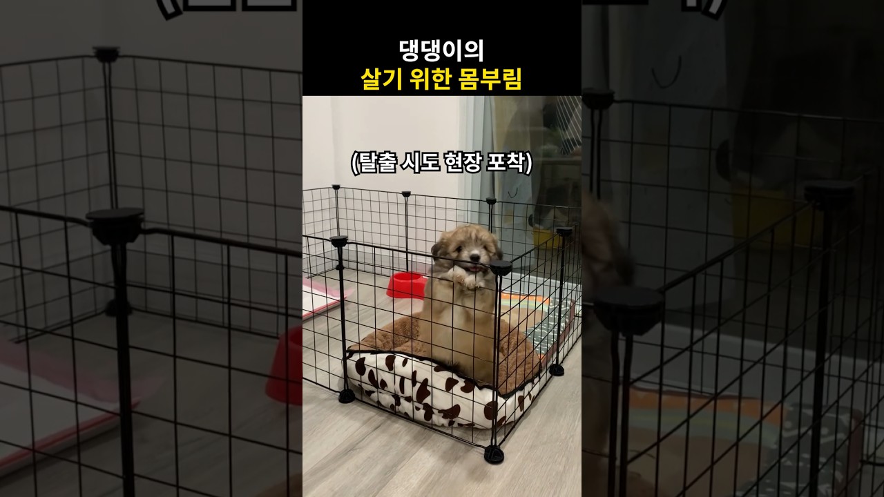 탈출을 시도하는 강아지의 놀라운 행동
