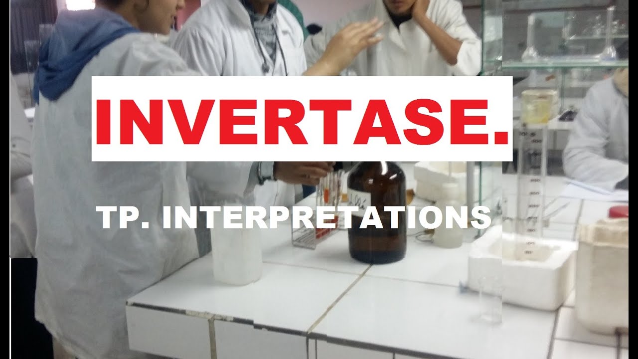 Education.  Invertase. Etude cinétique de l'enzyme, Interprétation des données de travail Pratique.