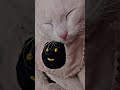 I'm not what happened to me #cat #catfunny #cute #mycat #kitten #shortvideo #shorts #shortsfeed #fyp