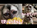 【敬老の日直前企画】おばあちゃんでありながら当園のアイドル！ヨザルのよっちゃんの可愛い姿をたっぷりと♫
