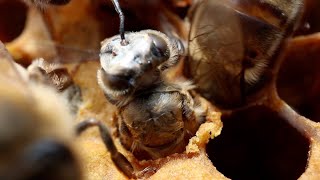 NewBee #1 - How to Start Beekeeping Series - The Big Picture