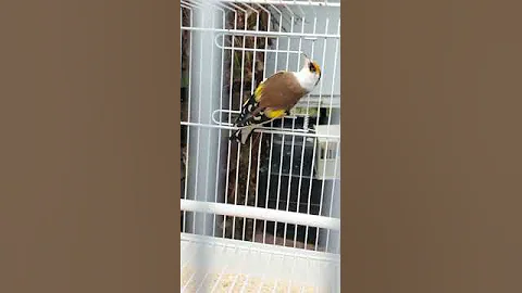 favato cheveral goldfinch George blanch..