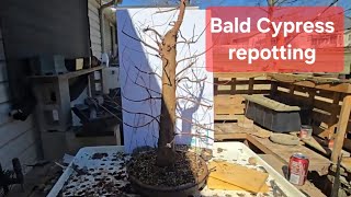 BALD CYPRESS Repot