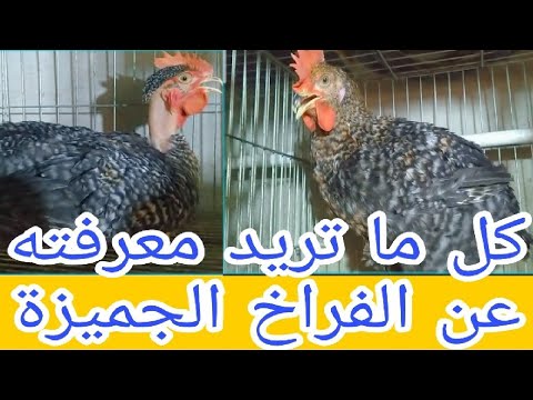الفراخ الجميزة التسمين والبياض