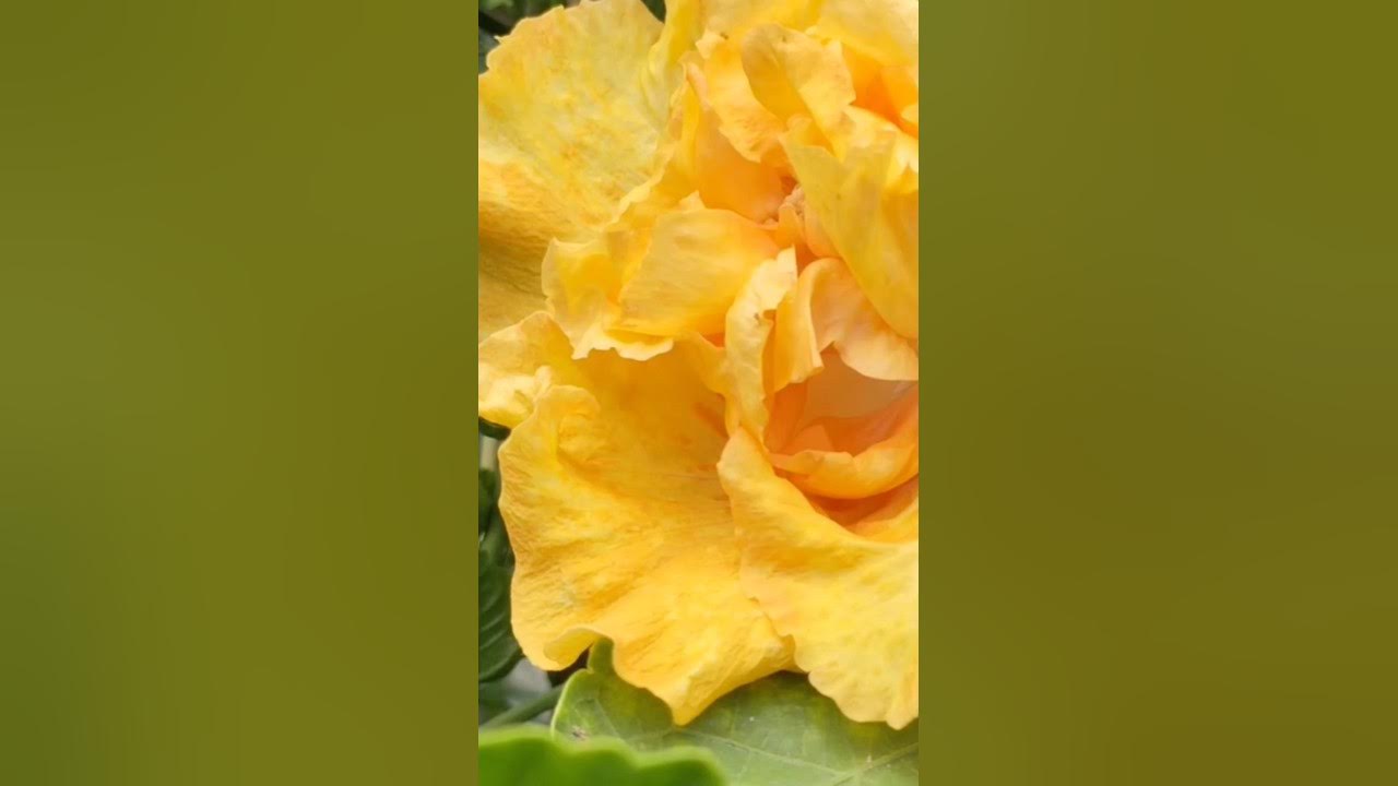 Unlock the Secrets of Habicas🌺 |Home Gradning | Flowers#trending #shorts #lifeisbutadream # Unlock the Secrets of Habicas🌺 |Home Gradning | Flowers#trending #shorts #lifeisbutadream #