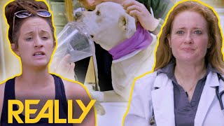 It's Life Or Death For This Sick Pit Bull | Pit Bulls & Parolees