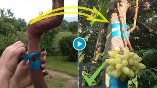 Easy and Guaranteed Success Grape Vine Propagation (Grafting)