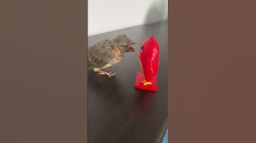 Angry Bird VS Angry Bird
