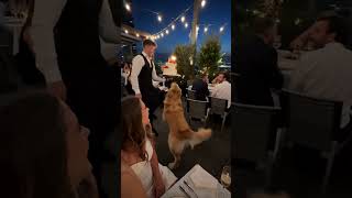 Golden Retriever’s Birthday Cake Catastrophe Steals the Show!