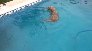 Golden Retriever nadando en piscina