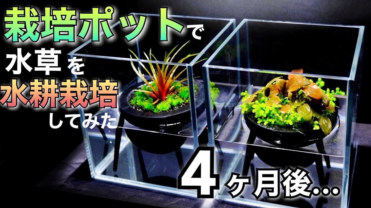 水草/ｱｸｱ ﾃﾗﾘｳﾑ】赤系水草を、水草栽培用のポットでバキバキに育てます