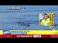 花蓮外海上百領航鯨現身　罕見浮窺、母子同游