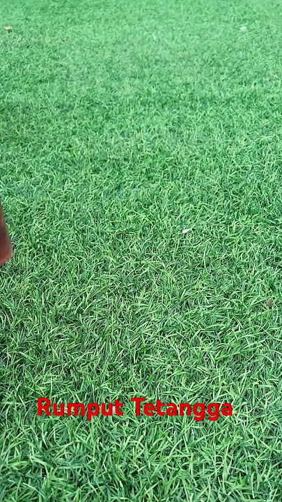 #Rumput#tetangga #Lebihhijau
