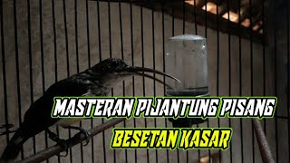 Masteran Pijantung Pisang Gacor | Besetan Kasar Speed Rapat ❗