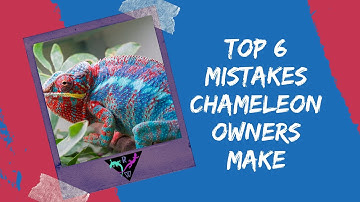 Top 6 Mistakes Chameleon Owners Make | Chameleon Care Guide