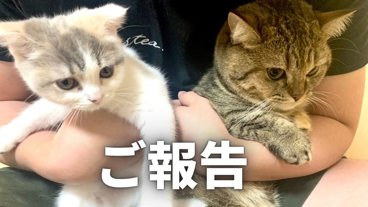 ご報告 ぽんちゃんに妹ができました Youtube