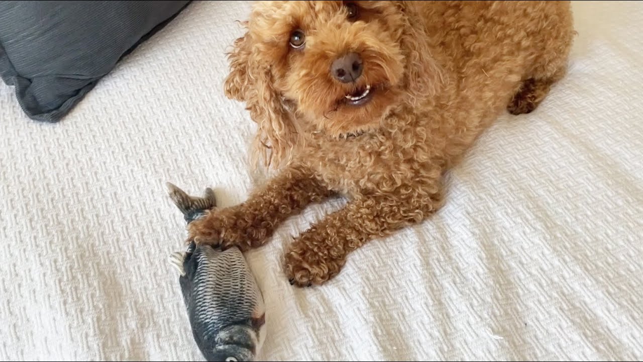 Miniature Poodle DOG PLAYING WITH FAVOURITE FISH TOY - YouTube