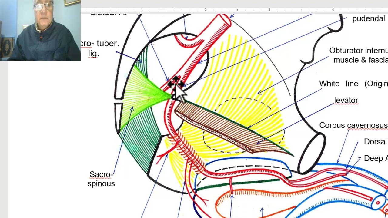 Anatomy of pelvis in Arabic 2023 (Internal pudendal artery) by Dr.Wahdan