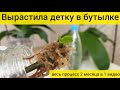 ВЫРОСЛА ДЕТКА ОРХИДЕИ НА СРЕЗАННОМ ЦВЕТОНОСЕ В БУТЫЛКЕ | Весь эксперимент в одном видео