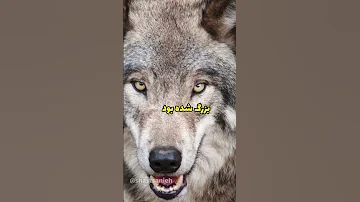 تارزان واقعی رو پیدا کردم کتاب جنگل 