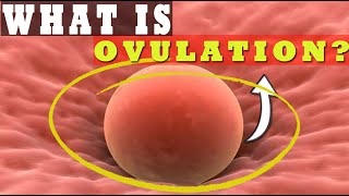 What Is Ovulation?| How Long Does Ovulation Occur?| Understanding Ovulation Process! 🥚