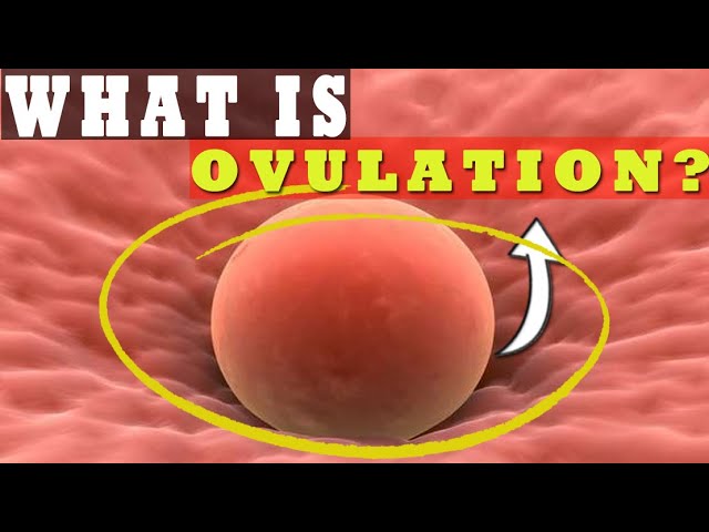 What Is Ovulation?, How Long Does Ovulation Occur?