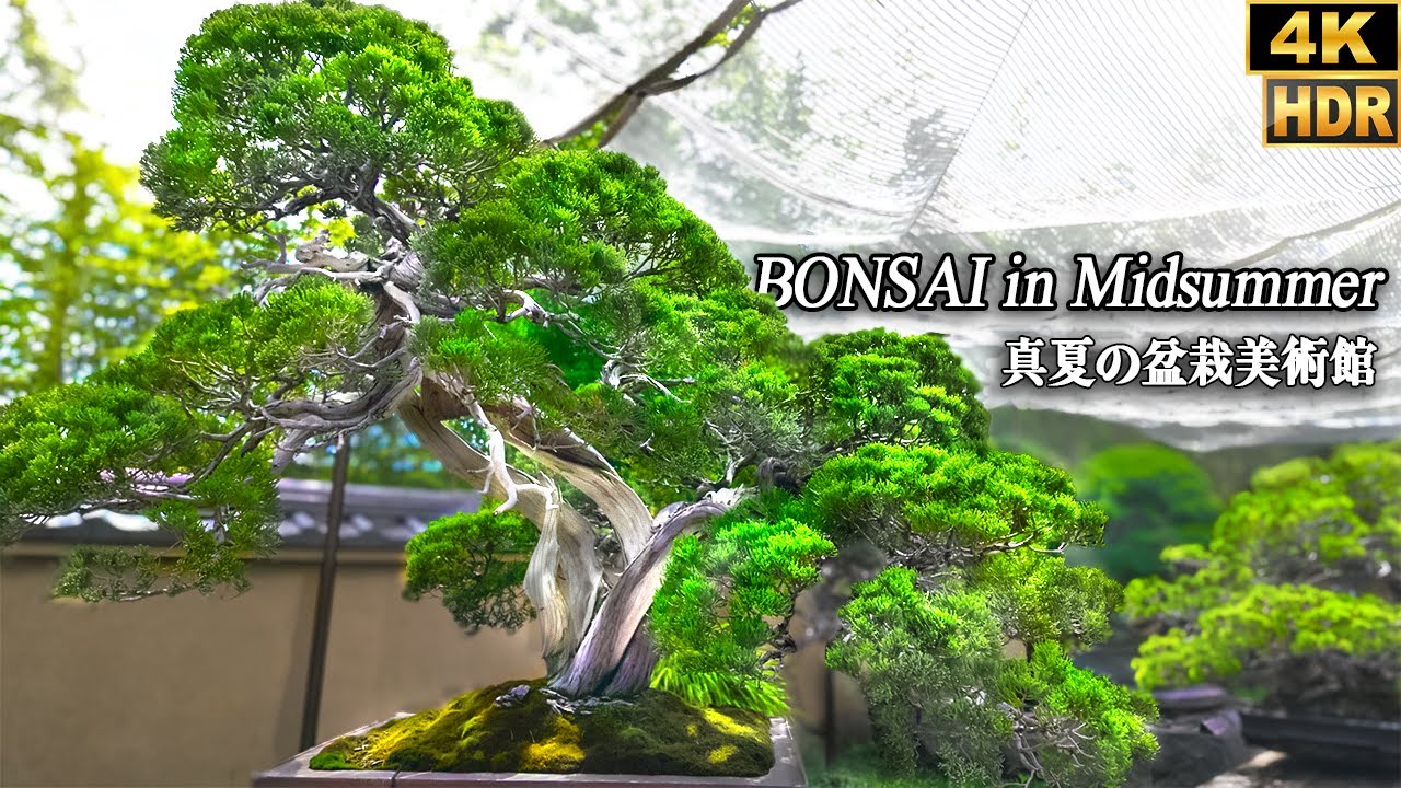 Omiya Bonsai Art Museum in summer 真夏の大宮盆栽美術館 2024.7  [4K HDR]