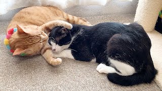 20日ぶりの対面で兄猫に甘える弟猫