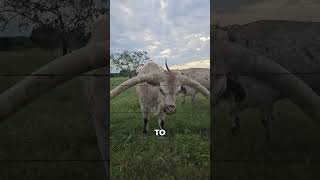 Why Do Domestic Animals Need Their Horns Trimming 🤔