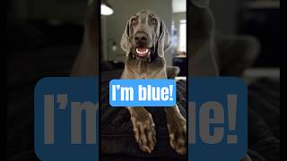 Weim Blue! #merakimedicinal #methyleneblue #dogshorts #weimaraner #peptides