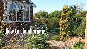 How to cloud prune, using an unusual garden shrub