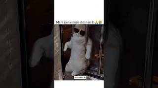 “Paise Do Please” – Cute Cat Viral Video 🐾