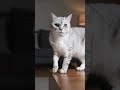 🤦🏽♀️ #funnycat #cats #catsoftube #catlife #catmom #catreels #catvideos #catreaction