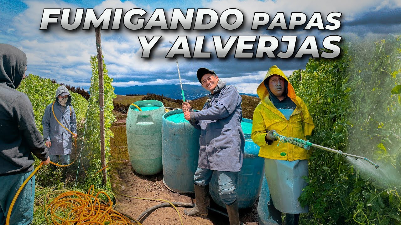 PREPARANDO LOS CULTIVOS DEL CAMPO (Para la Fanesca) | Edii Luu