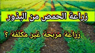 زراعة الحمص من البذور زراعة مربحة غير مكلفة لا تحتاج إلى كميات كبيرة من المياه