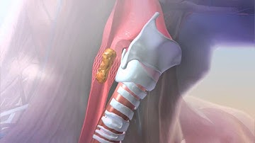 Muscular System Overview